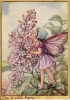 Picture of Pillbox "Lilac Fairy"