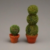 Picture of Boxwood duo