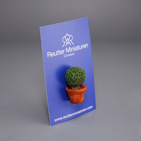 Bild von Kleiner Buchsbaum